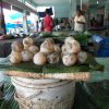 Indonesian-market-Banda-Aceh-Turtle-eggs