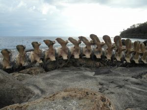Last week's catch - Whale bones on beach at Lamalera, Indonesia