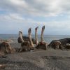 Last year's catch - Whale bones on the beach at Lamalera