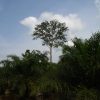 A lonely honey-tree rises above the oil palms