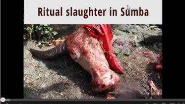 Video: ritual slaughter in Sumba
