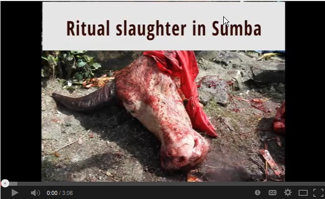 Video: ritual slaughter in Sumba