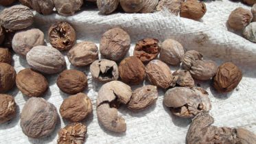 Nutmegs drying in the Banda Islands, Indonesia