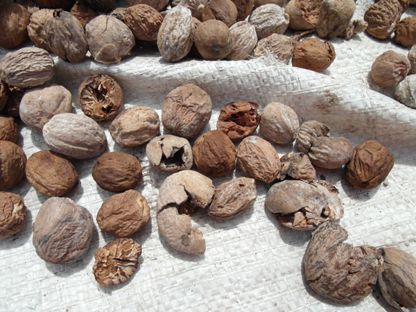 Nutmegs drying in the Banda Islands, Indonesia